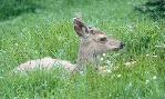deer.jpg (4653 bytes)