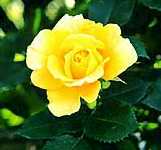 rose11s.jpg (4708 bytes)